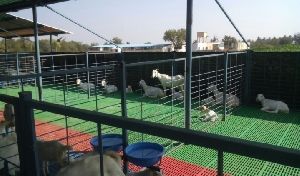 PP Floor Elevated Goat Shed Construction Services