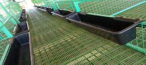 PP Floor Elevated Goat Shed Construction Services