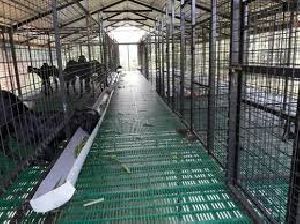 PP Floor Elevated Goat Shed Construction Services