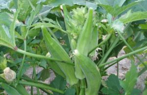 Okra