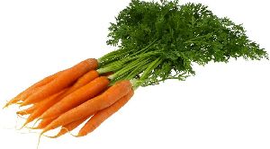 Carrot