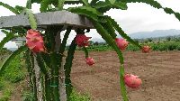 Dragon Fruit Nursery Plants