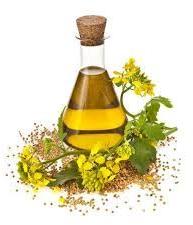 Cumin oil