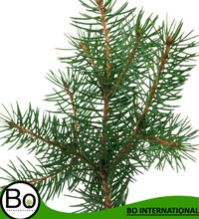 Fir Balsam Essential Oil