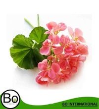 Rose Geranium Oil