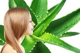 Aloe Vera Shampoo