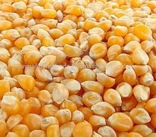 Animal Feed Yellow Corn