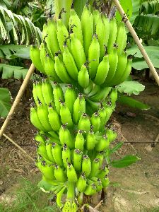 Fresh Green Banana