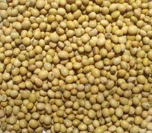 Soybean Seeds