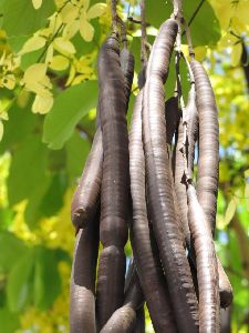 Cassia Fistula