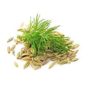 Fennel Oil