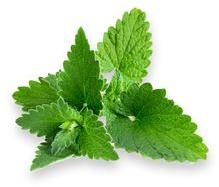 Lemon balm essential oil