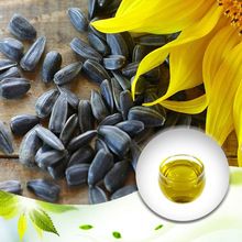 Sunflower Essential Oil