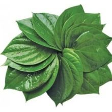 Sweet Betel Leaf Essential Oil