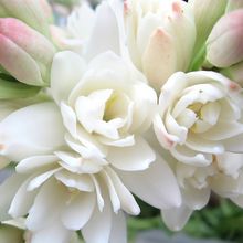 Tuberose Essential Oil