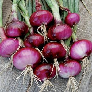 Fresh Red Onion