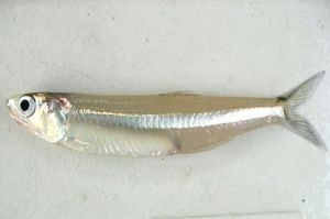 Fresh Anchovy Fish