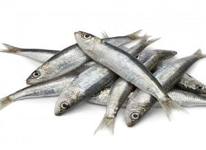 Fresh Silver Sardine Fish