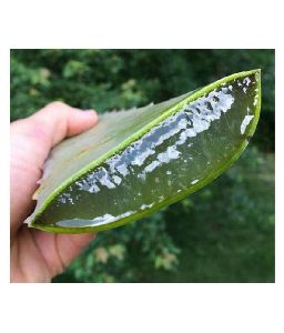 Aloe Vera Leaves