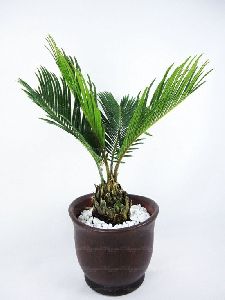 bottle palm plants