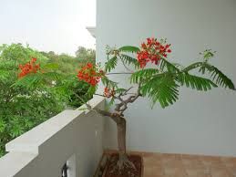 Gulmohar Plant