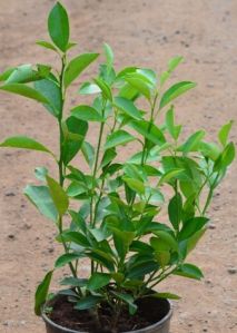 Sweet Lemon Plants