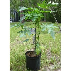 papaya plants