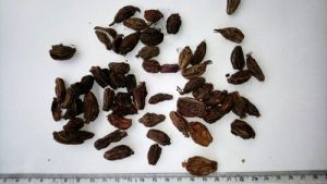 Organic Black Cardamom