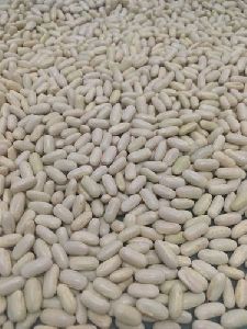 Palguni French Bean Seeds