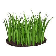 organic wheatgrass