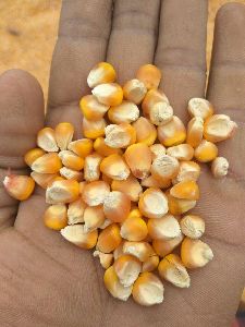 Yellow Maize Seeds