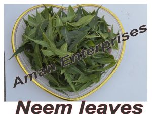 Neem Leaves