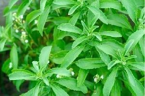 stevia leaf