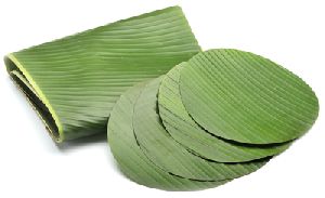 Fresh Banana Leaves