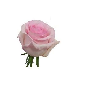 Light Pink Rose Flower