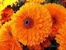 Marigold Flower