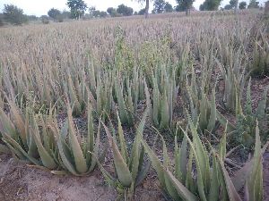 Aloevera pelp (suffiler)