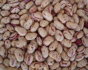 Rajma