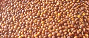 Pigeon Peas