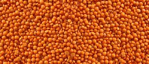 Red Split Lentils