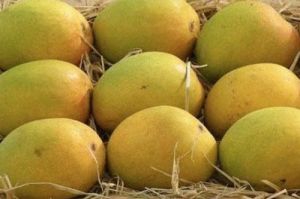 Fresh Alphonso Mango