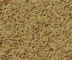 hybrid rice seeds