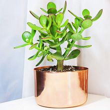 Planter Pot Succulent