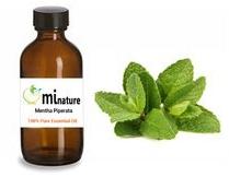 Mentha Piperata Essential Oil