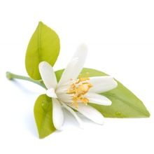 Neroli Essential Oil