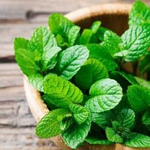 Peppermint Essential Oil