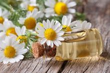 roman chamomile essential oil