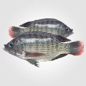 Tilapia Fish