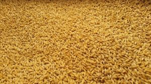 Barley Animal Feed