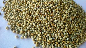 Green Millet